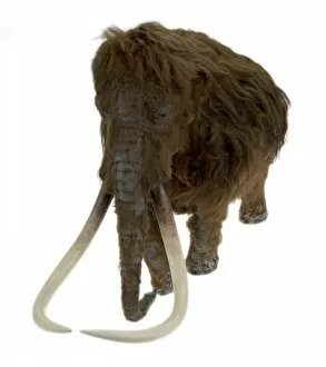 Images Dated 7th March 2008: Model of the Ilford Mammoth