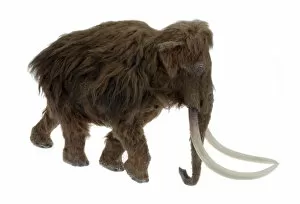 Elephantidae Collection: Model of the Ilford Mammoth