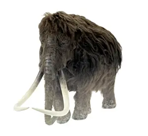Model of the Ilford Mammoth