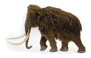 Model of the Ilford Mammoth