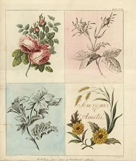 Furnishing Prints: Models for an embroidery album