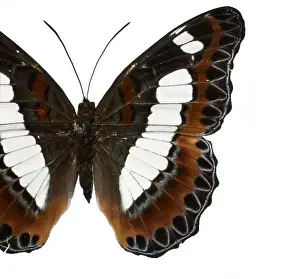 Moduza nuydai, butterfly