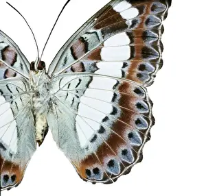 Nymphalidae Prints: Moduza nuydai, butterfly