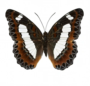 Natural History Museum Gallery: Moduza nuydai, butterfly