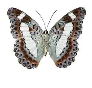 Natural History Museum Prints: Moduza nuydai, butterfly