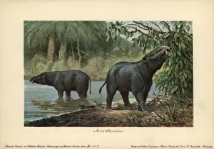 Harder Prints: Moeritherium, extinct genus of prehistoric