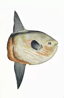 Mola mola, or Sunfish