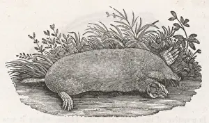 Moles Prints: THE MOLE