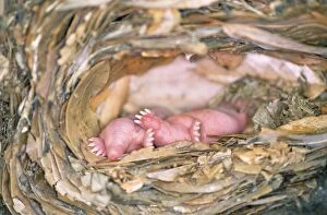 Mole - babies in nest
