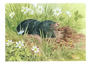 Mole