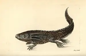 Mole salamander or wooper looper, Ambystoma