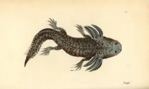Salamander Prints: Mole salamander or wooper looper, Ambystoma