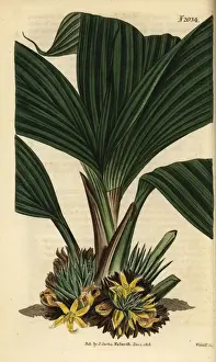 Latifolia Prints: Molineria latifolia