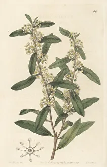 Seeds Prints: Molle rastrero, Schinus longifolius