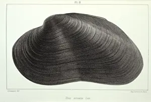 Whorl Prints: Mollusc
