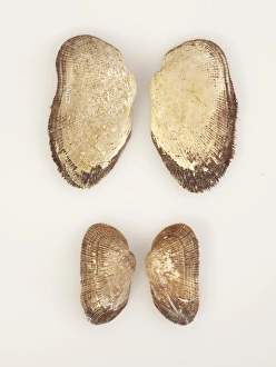 Bivalve Collection: Mollusc, Arca (Barbatia) novaezelandiae