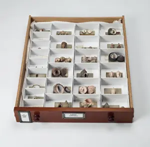 Mollusc specimen drawer