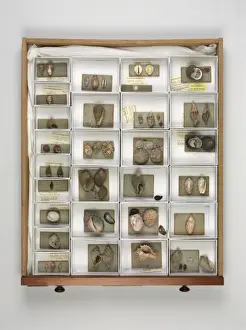 Mollusc specimen drawer