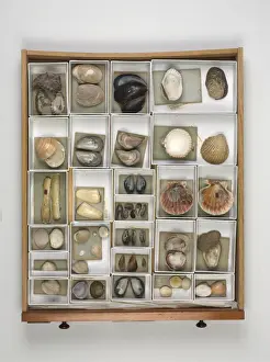 Mollusc specimen drawer