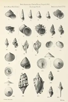 South Pole Prints: Mollusca drawings