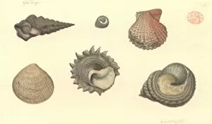 Six molluscs including four gastropods and two bivalves