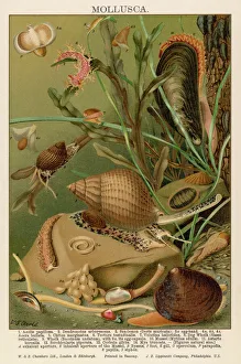 Based Collection: Molluscs / Sealife
