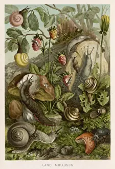 Strawberries Prints: Molluscs / Snails / Foliage