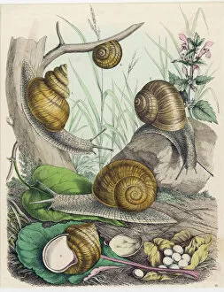 Molluscs / Snails / Print
