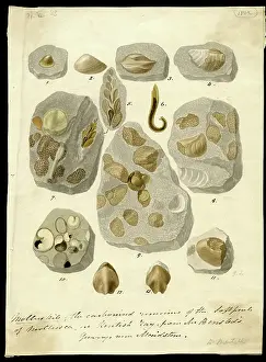 Molluskite (fossilised molluscs)