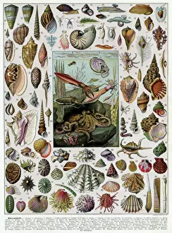 Selection Collection: Mollusques - molluscs (shells)