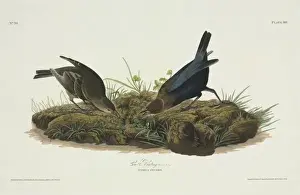 Icteridae Prints: Molothrus ater, brown-headed cowbird