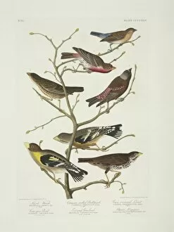 American Sparrow Collection: Molothrus ater, Passerella iliaca, Carpodacus mexicanus, Pas