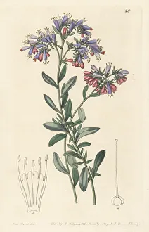 Dalmatia Prints: Moltkia petraea