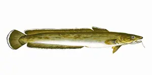 Ling Prints: Molva molva, or Common Ling