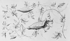 Cucumis Prints: Momordica charantia, balsam pear or African cucumber