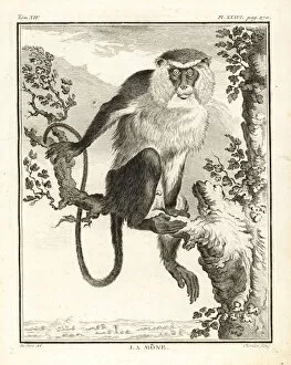 Leclerc Gallery: Mona monkey, Cercopithecus mona