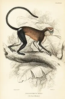 Mona monkey, Cercopithecus mona