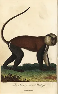 Mona Prints: Mona or varied monkey, Cercopithecus mona