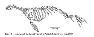 Evolution Prints: Monachus tropicalis, Caribbean monk seal