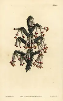Sansom Prints: Monadelphous heath, Erica monadelpha