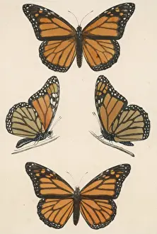 Monarch Prints: Monarch Butterfly