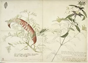 Acrididae Gallery: Monarda punctata, horsemint (right) & Gleditsia tracanthos