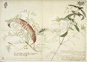 Caelifera Prints: Monarda punctata, horsemint (right) & Gleditsia tracanthos