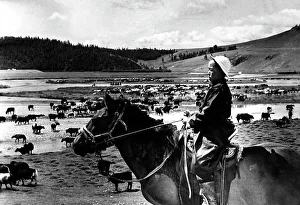 Herder Prints: Mongolian cattle herder
