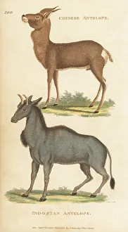 Kearsley Prints: Mongolian gazelle and nilgai