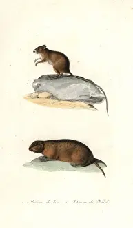 Mongolian gerbil and Brazilian tuco-tuco