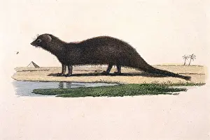 MONGOOSE