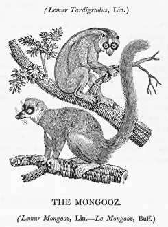 Lemur Prints: Mongoose (Bewick)