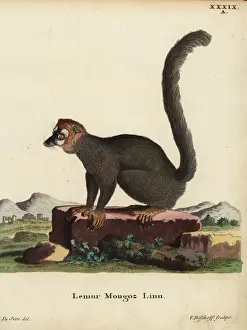 Jacques Prints: Mongoose lemur, Eulemur mongoz. Critically endangered