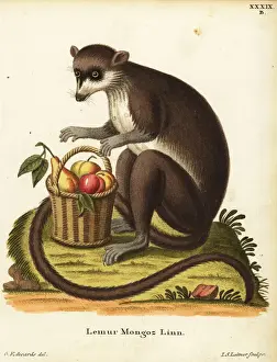 Mongoose lemur, Eulemur mongoz. Critically endangered